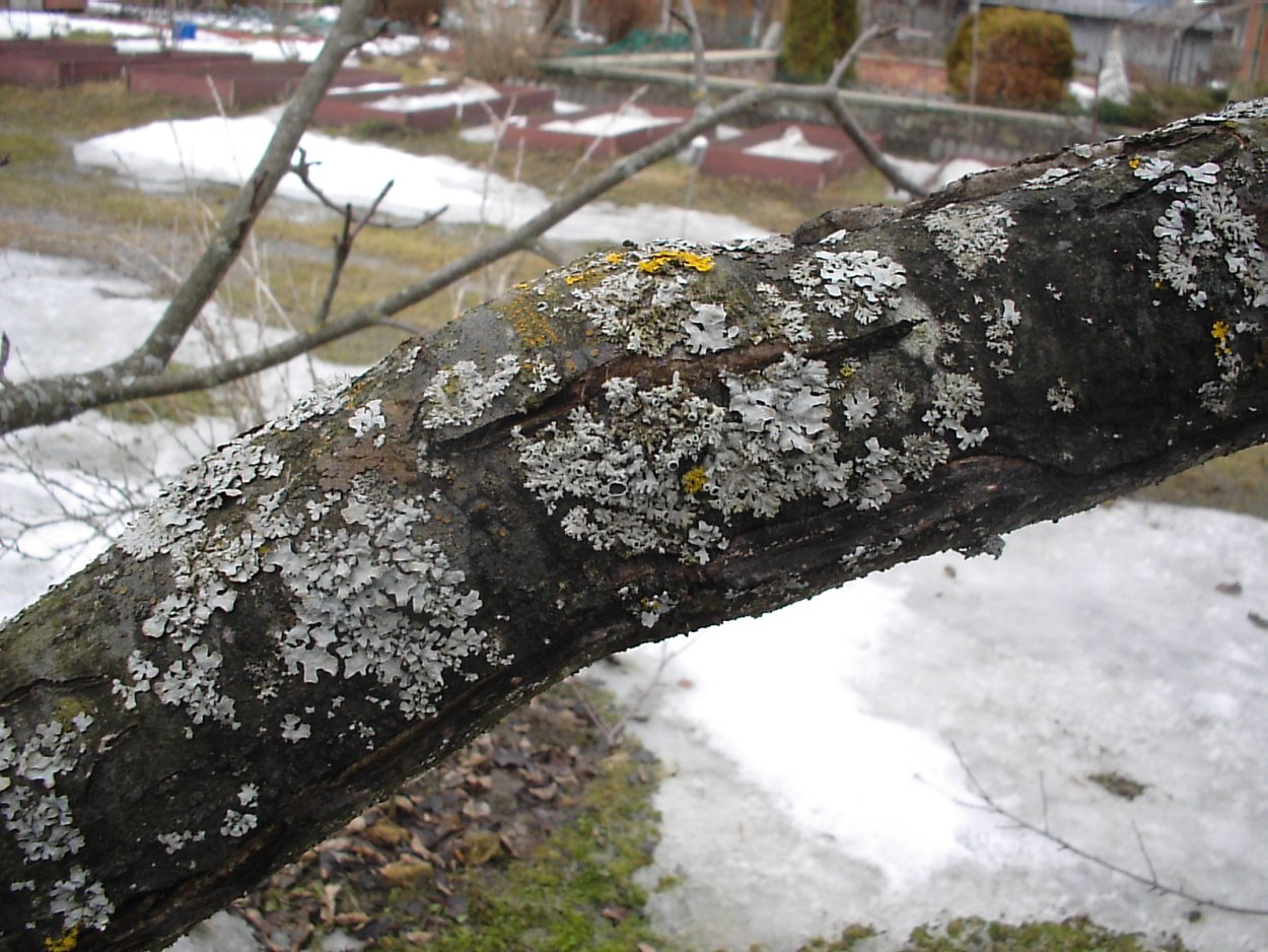 Накипные лишайники на деревьях