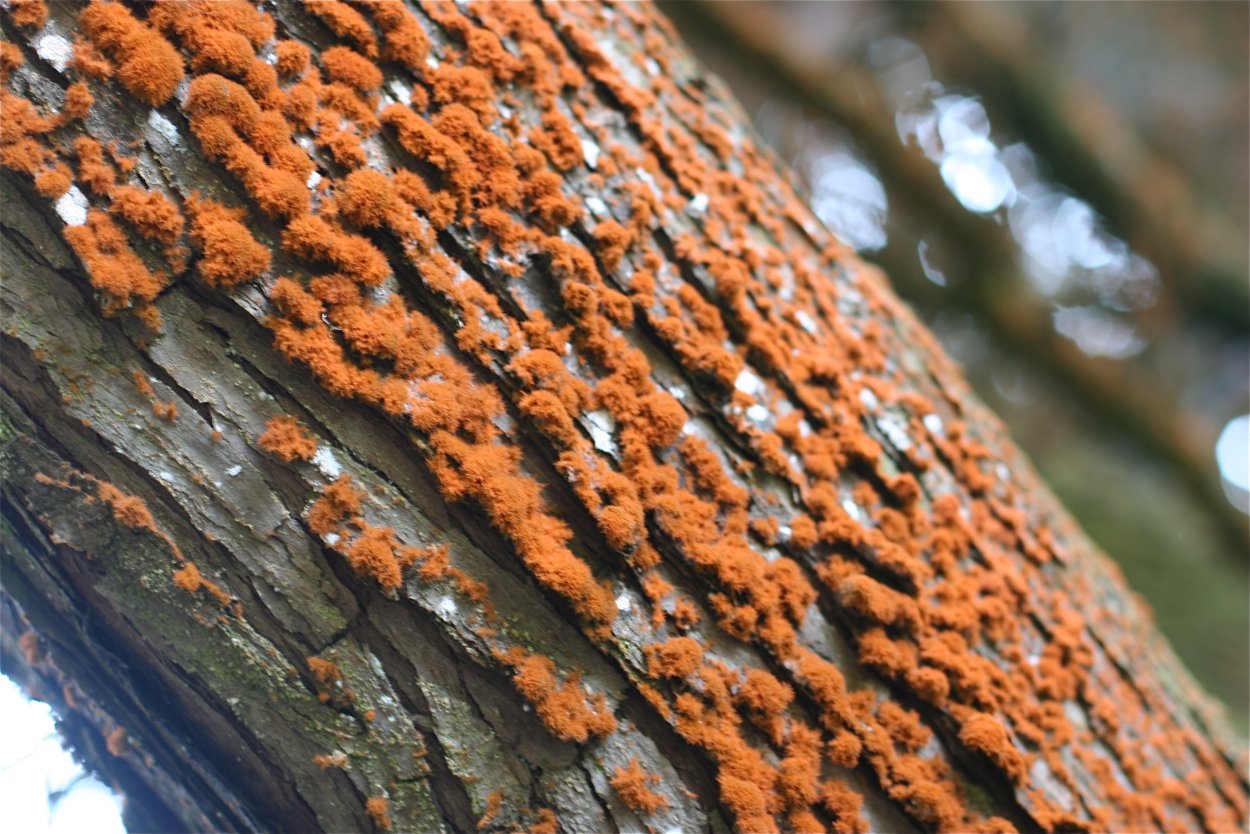 Фунгус древесный гриб