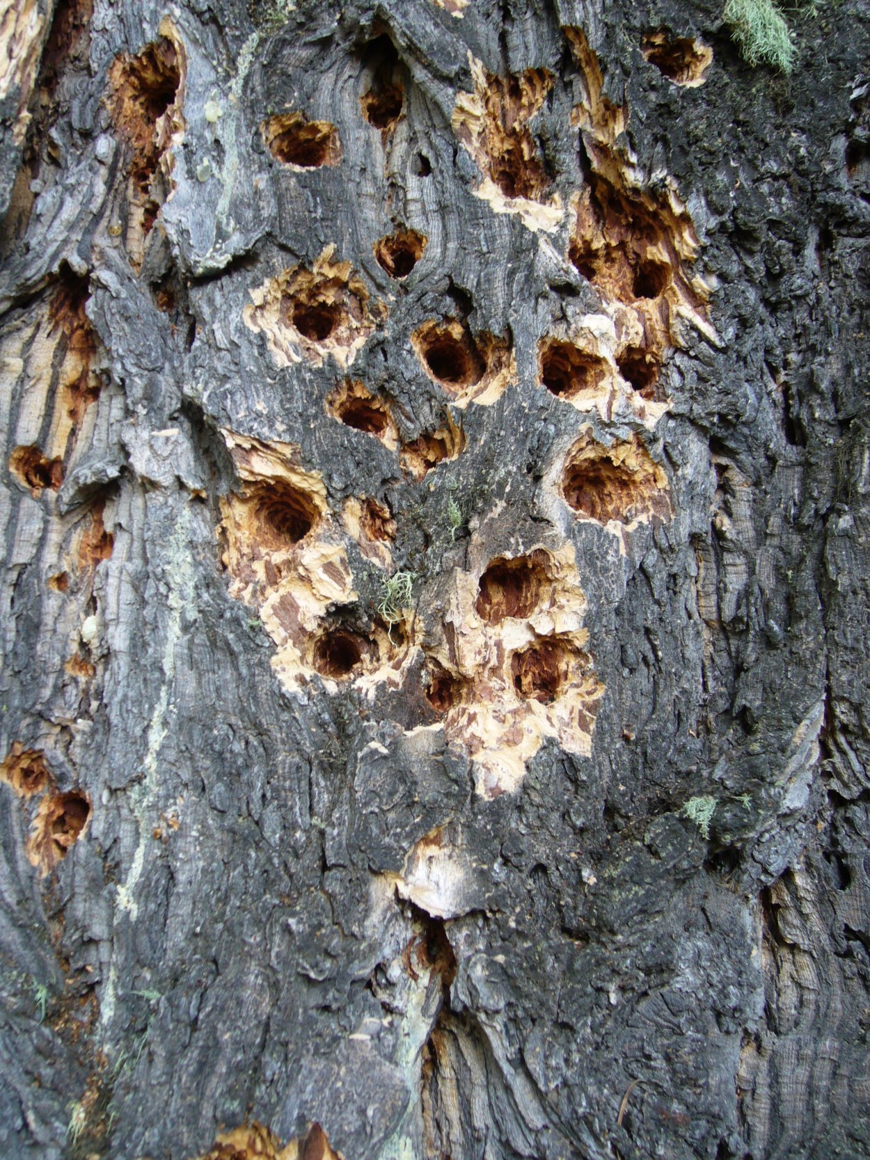 Ягель лишайники малая береза