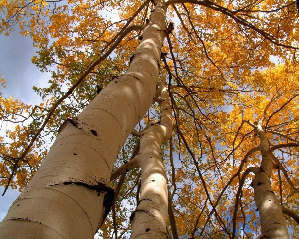 Мазурская береза