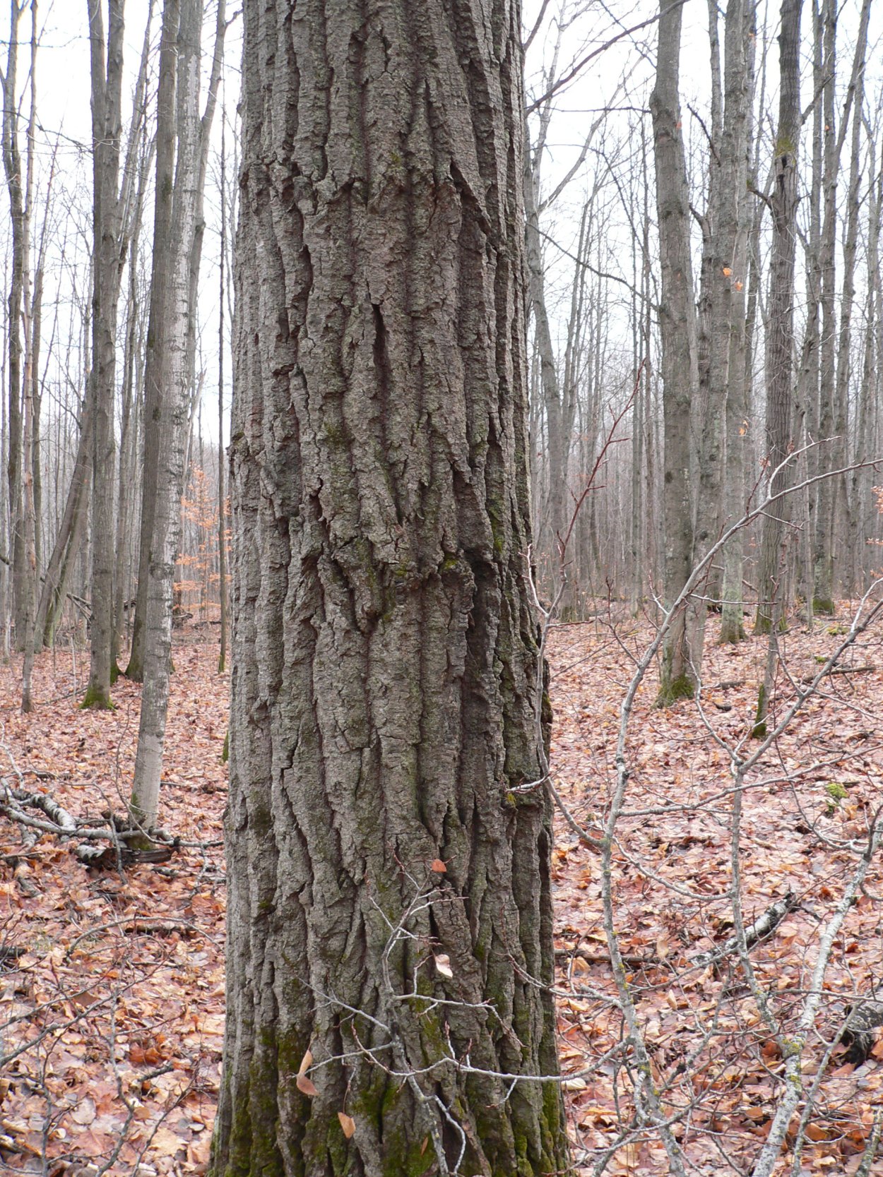 Береза без листьев