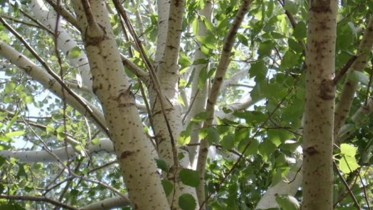 Ольха бородавчатая ствол