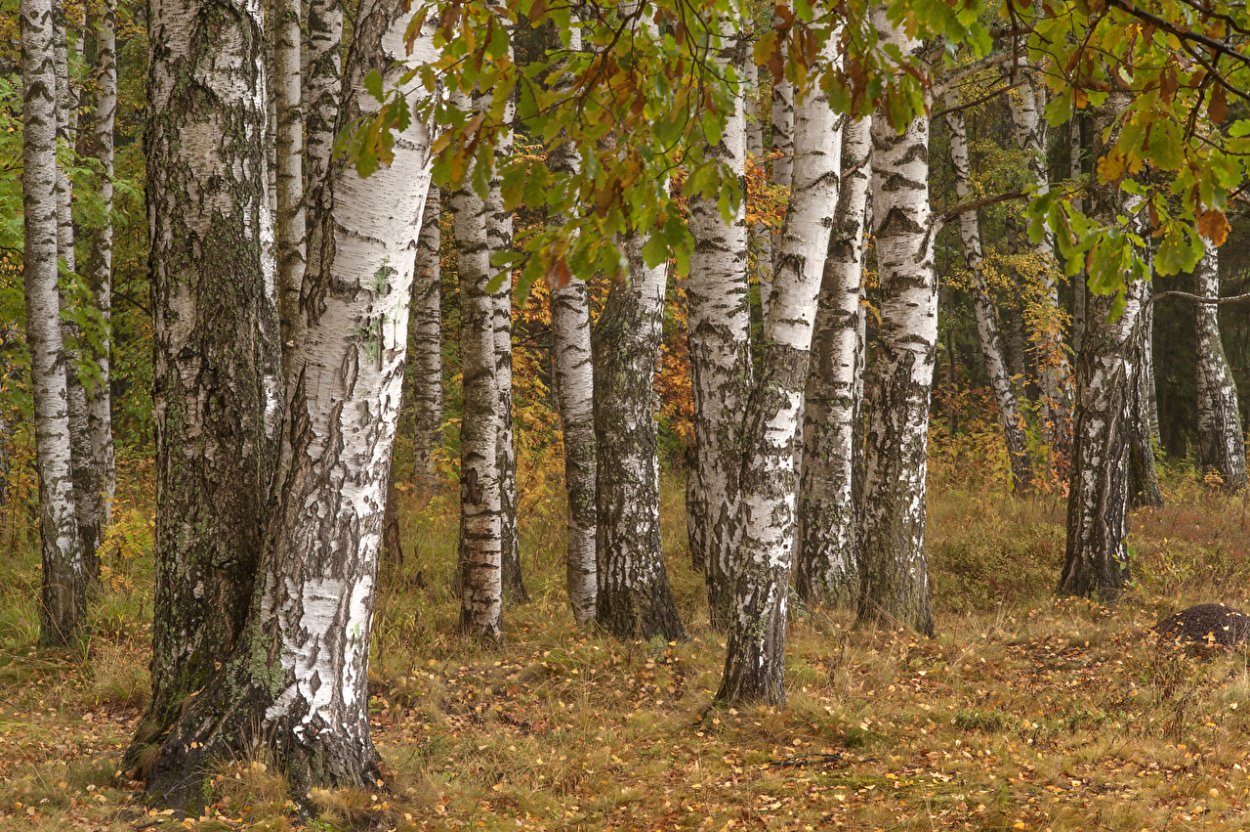 Береза маньчжурская