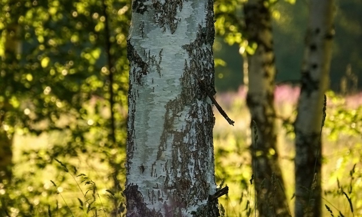 Береза с глазами на стволе