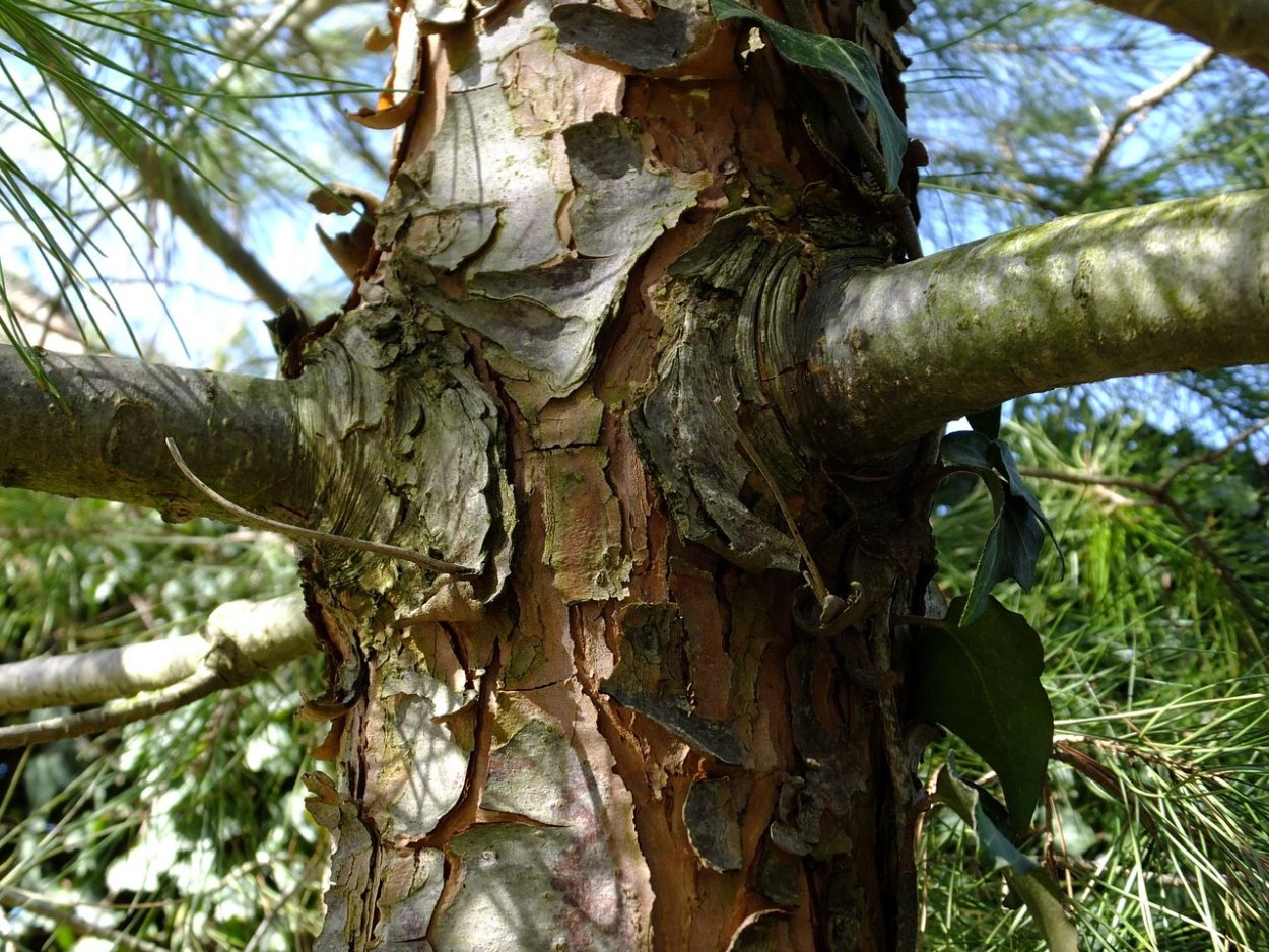 Ствол карельской березы