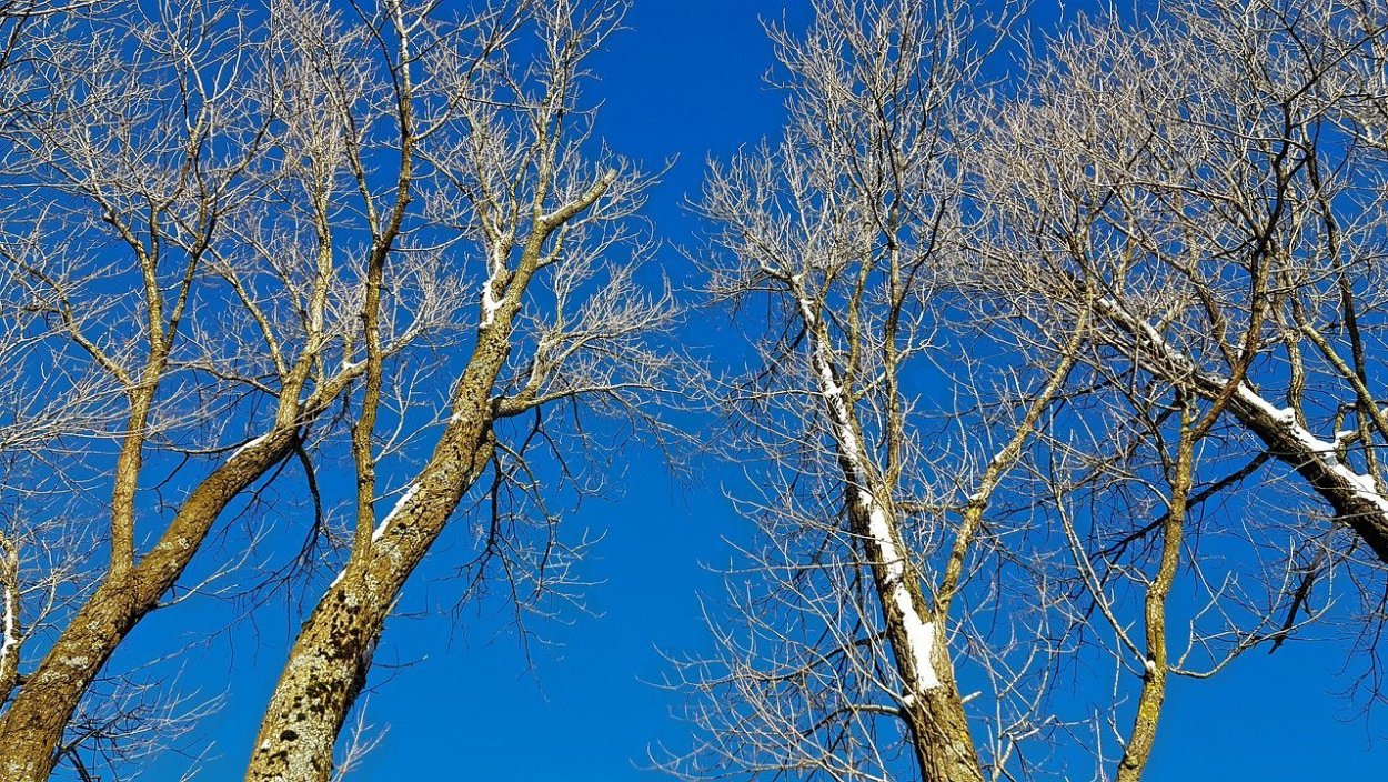 Кора дерева зимой