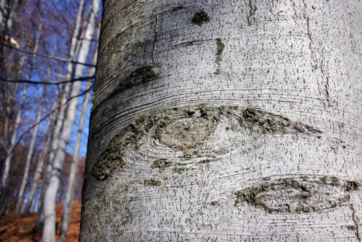 Ствол дерева