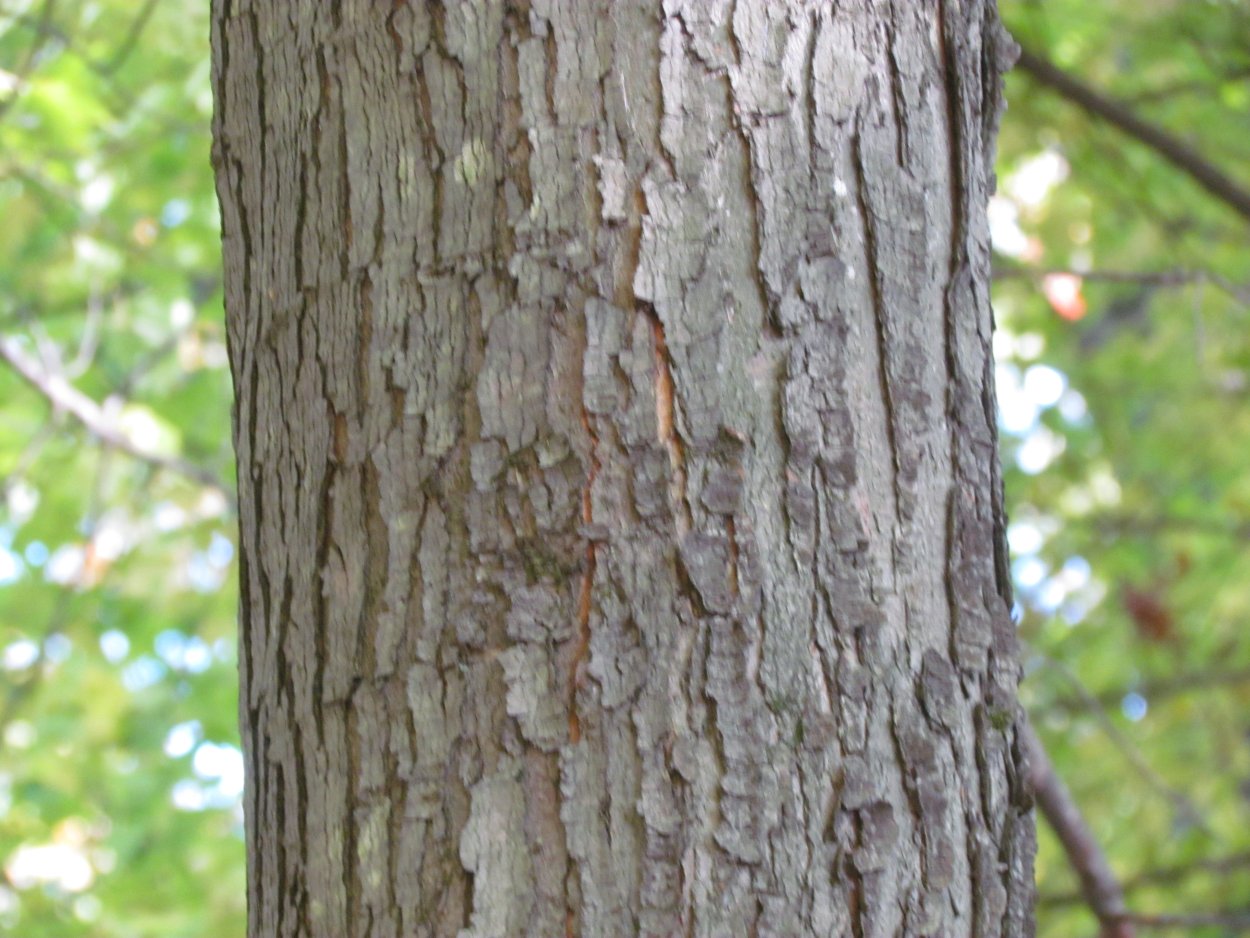 Ствол старого дерева