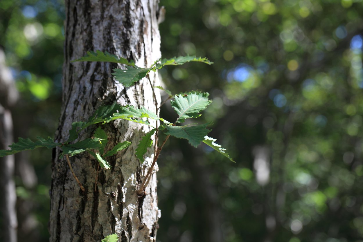 Берёза лжеэрмана