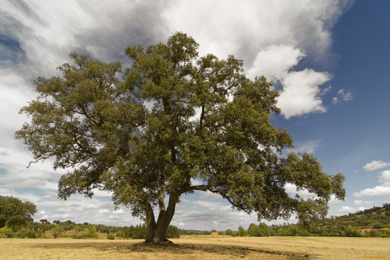 Арукайя дерево