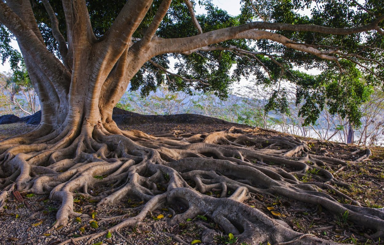 Дерево рансвива