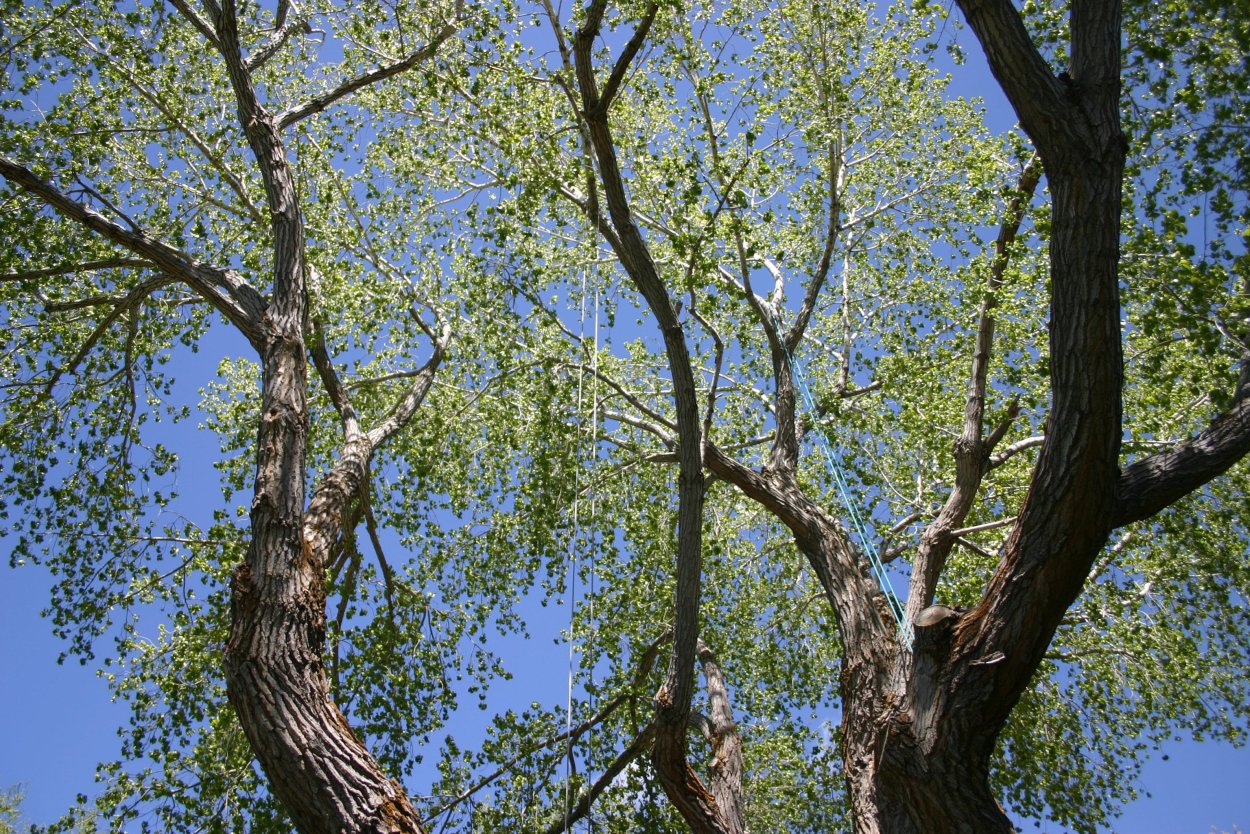 Эвкалипт камальдульский