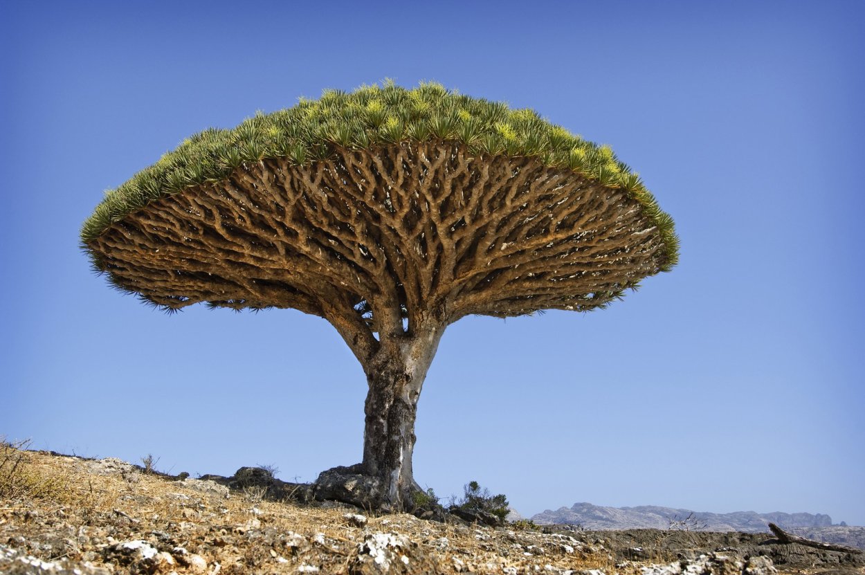 Крона дерево бук