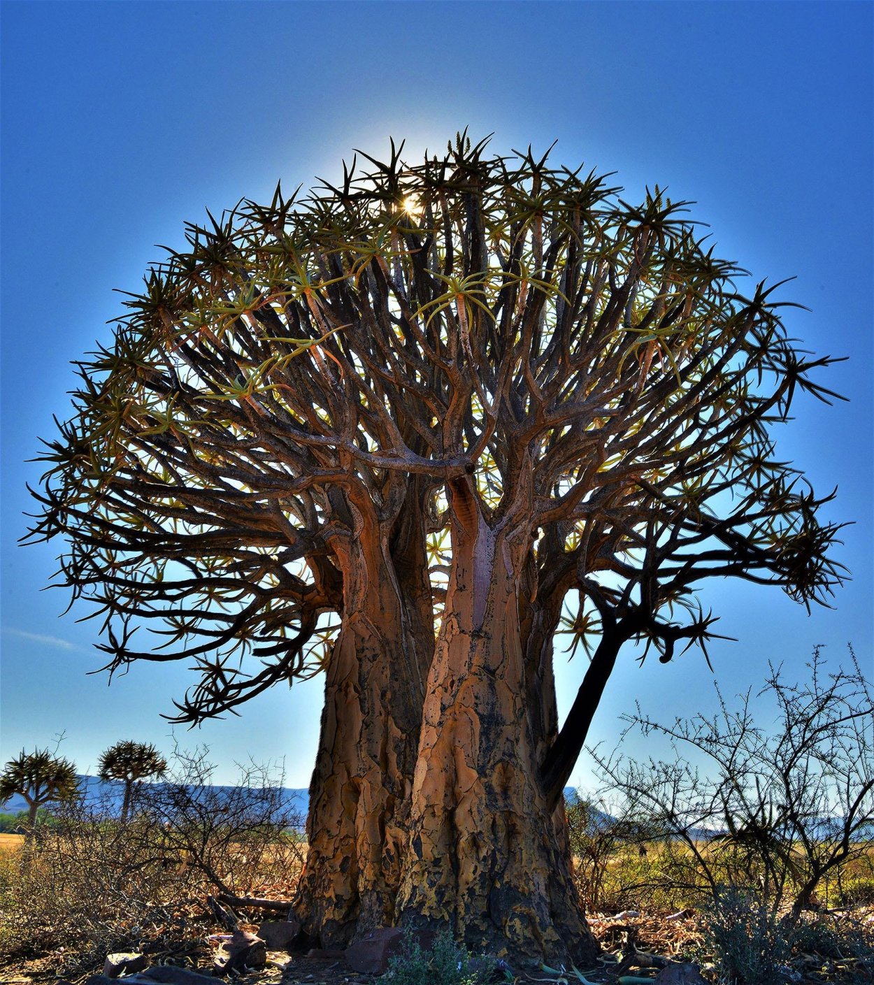 Нубийское Драконово дерево