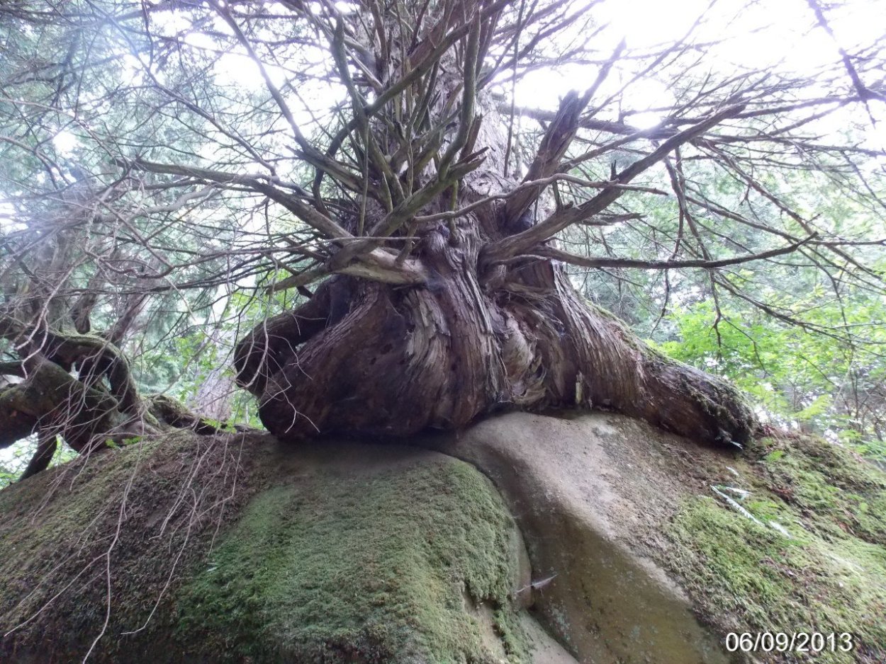 Кашемировое дерево