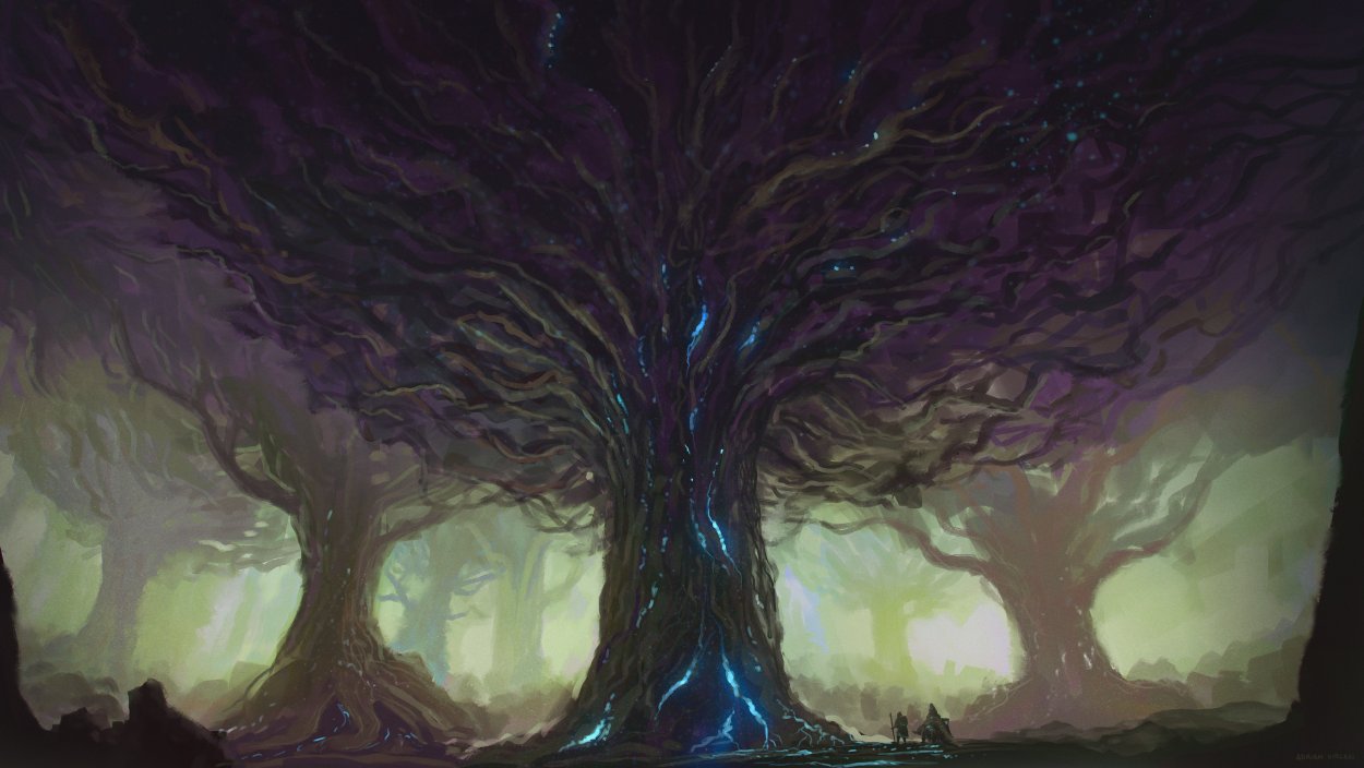 Баобаб Адансония