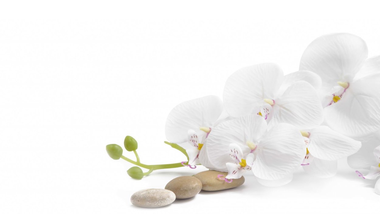 Фаленопсис белый амариллис