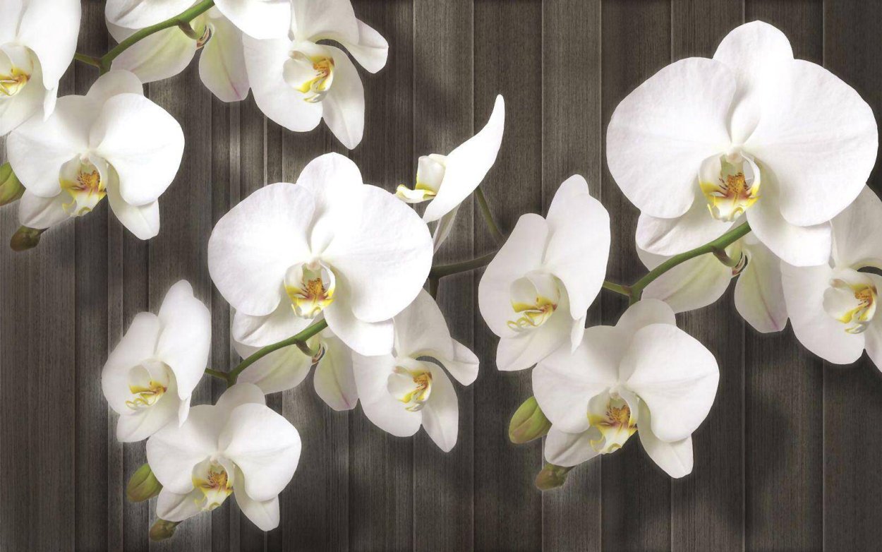 Орхидея фаленопсис макро