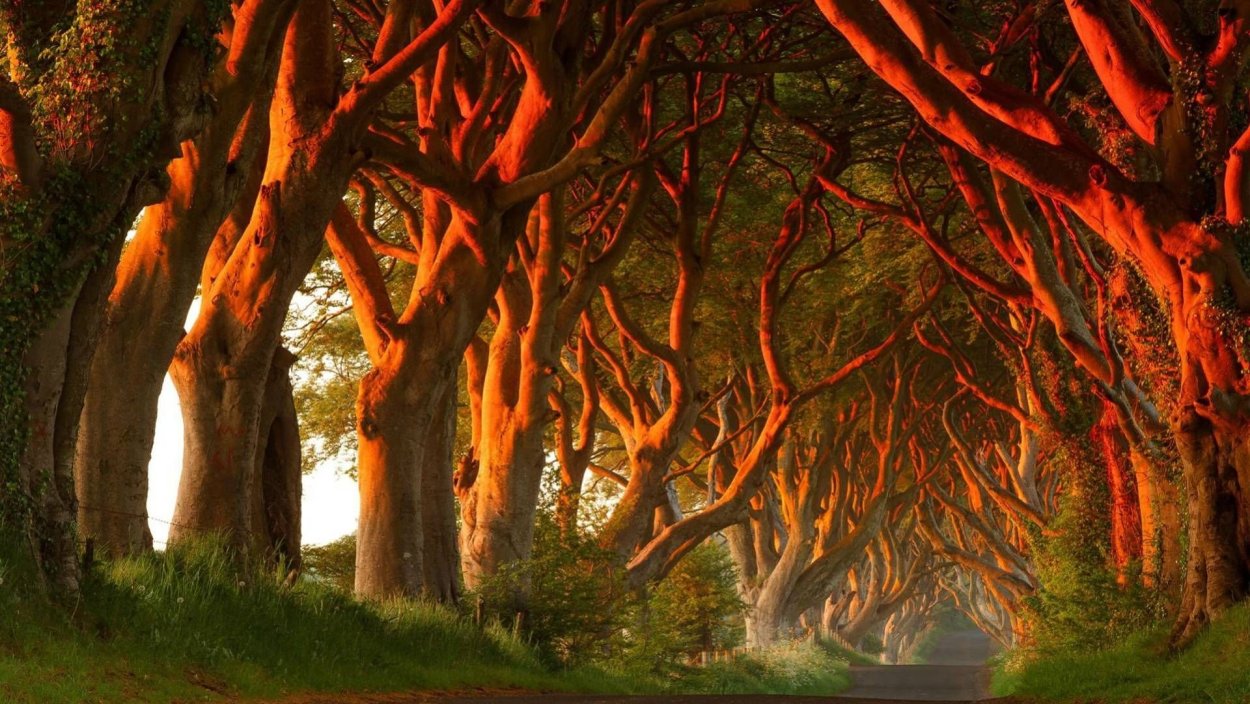 Корневая Тисов