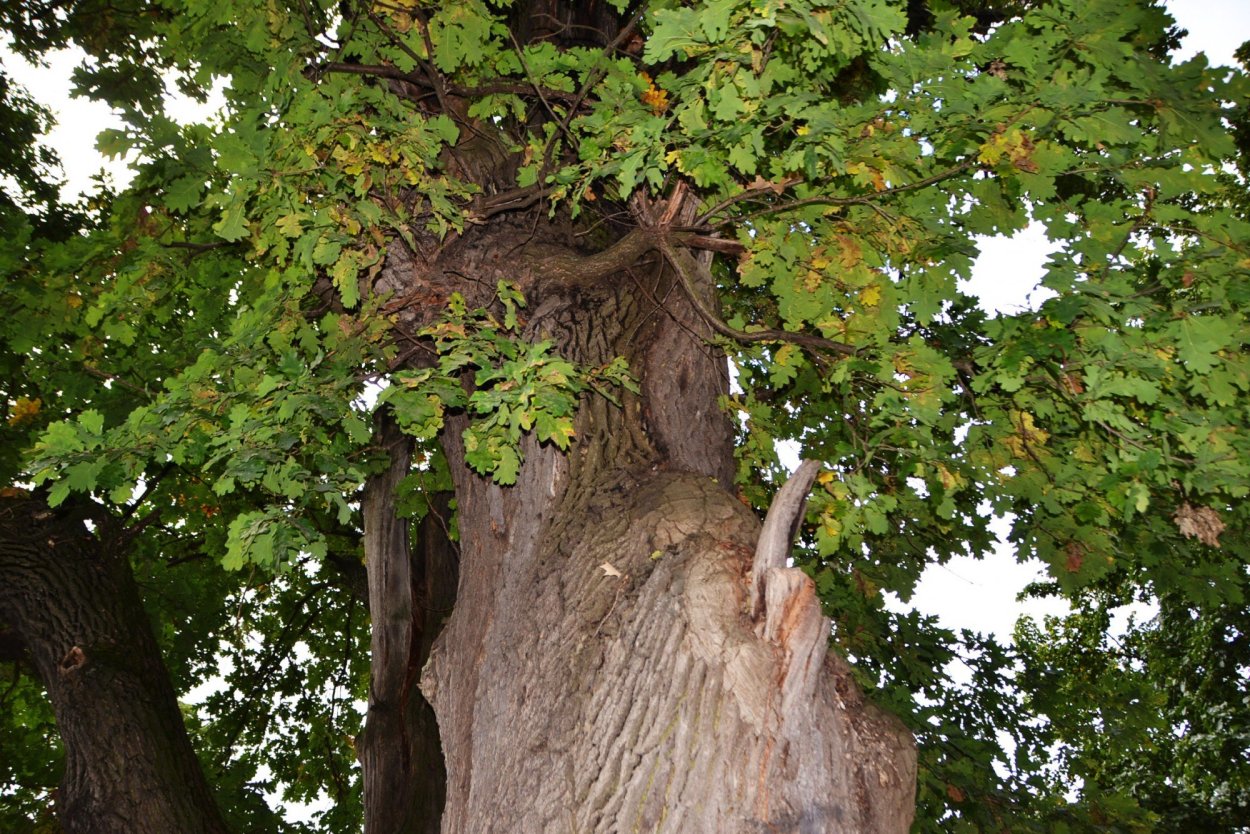 Эль Иерро деревья