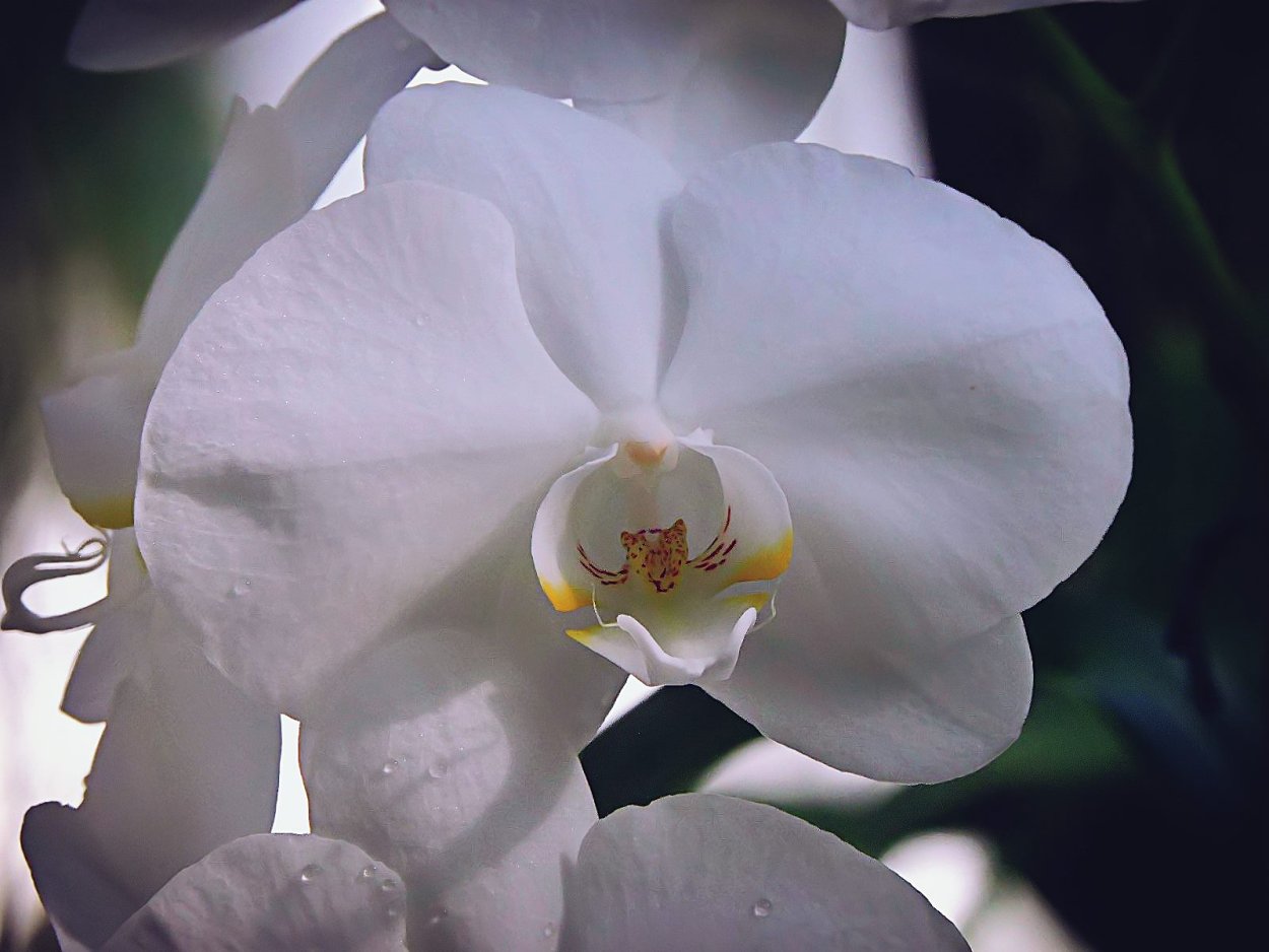 Фаленопсис Эппл блоссом