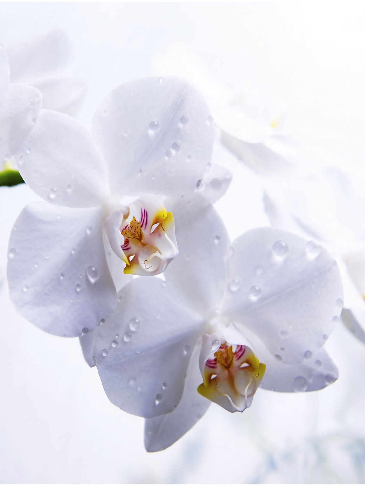 Фаленопсис Диамант белый