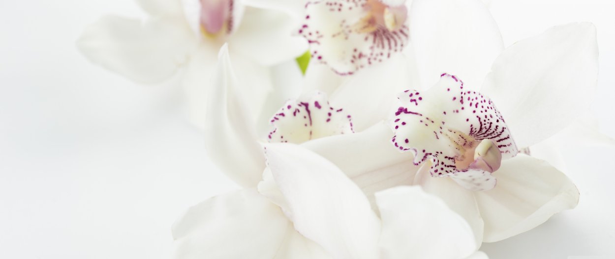 Чашка кофе с орхидеей