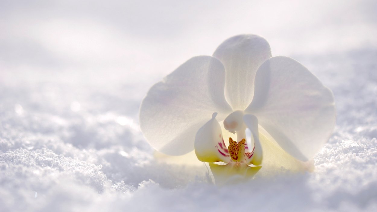 Орхидея черно белая