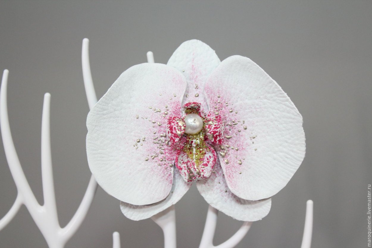 Фаленопсис Denebola