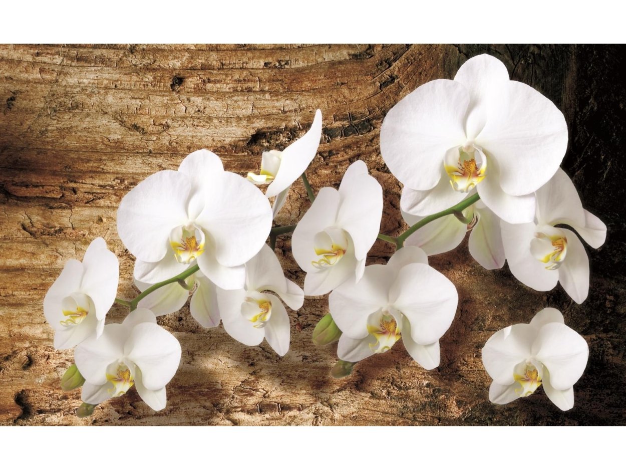 Орхидея фаленопсис