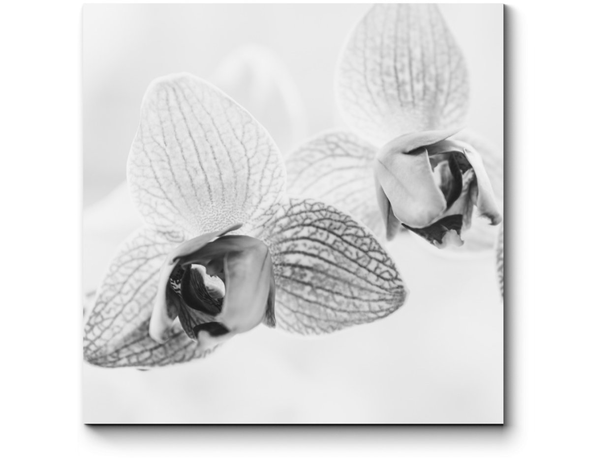 Орхидея фаленопсис Замора