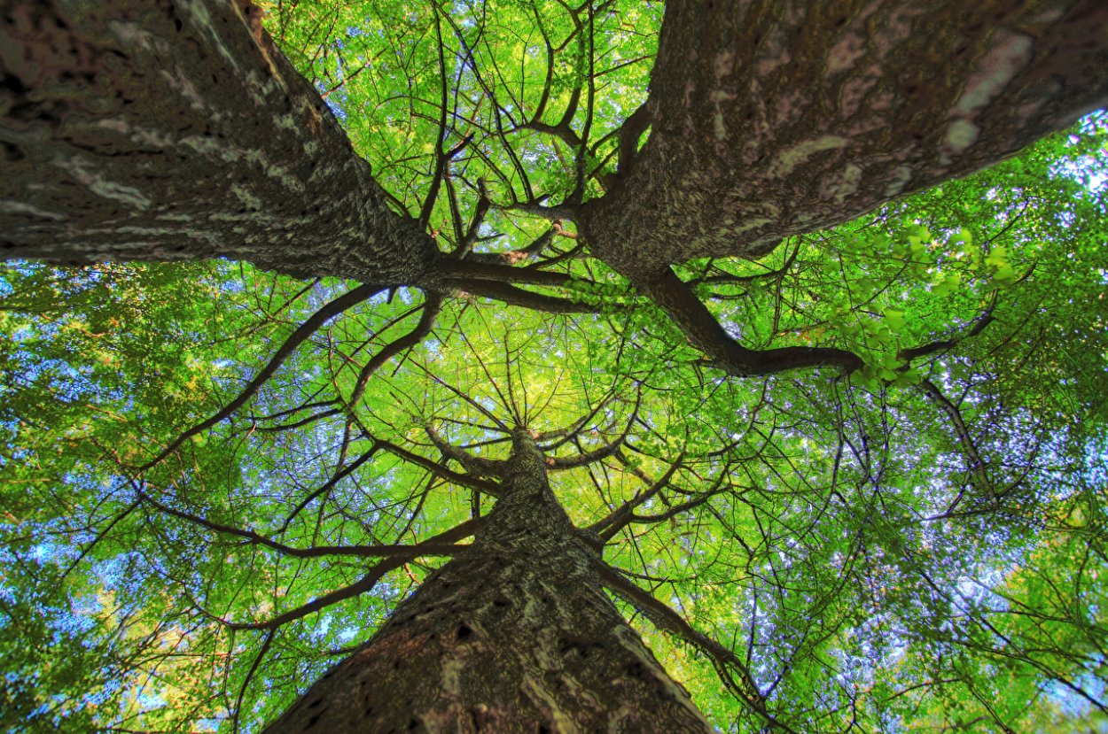 Баньян дерево