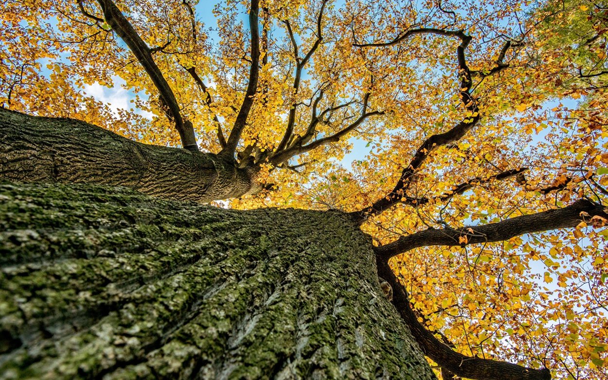 Осенние кроны деревьев