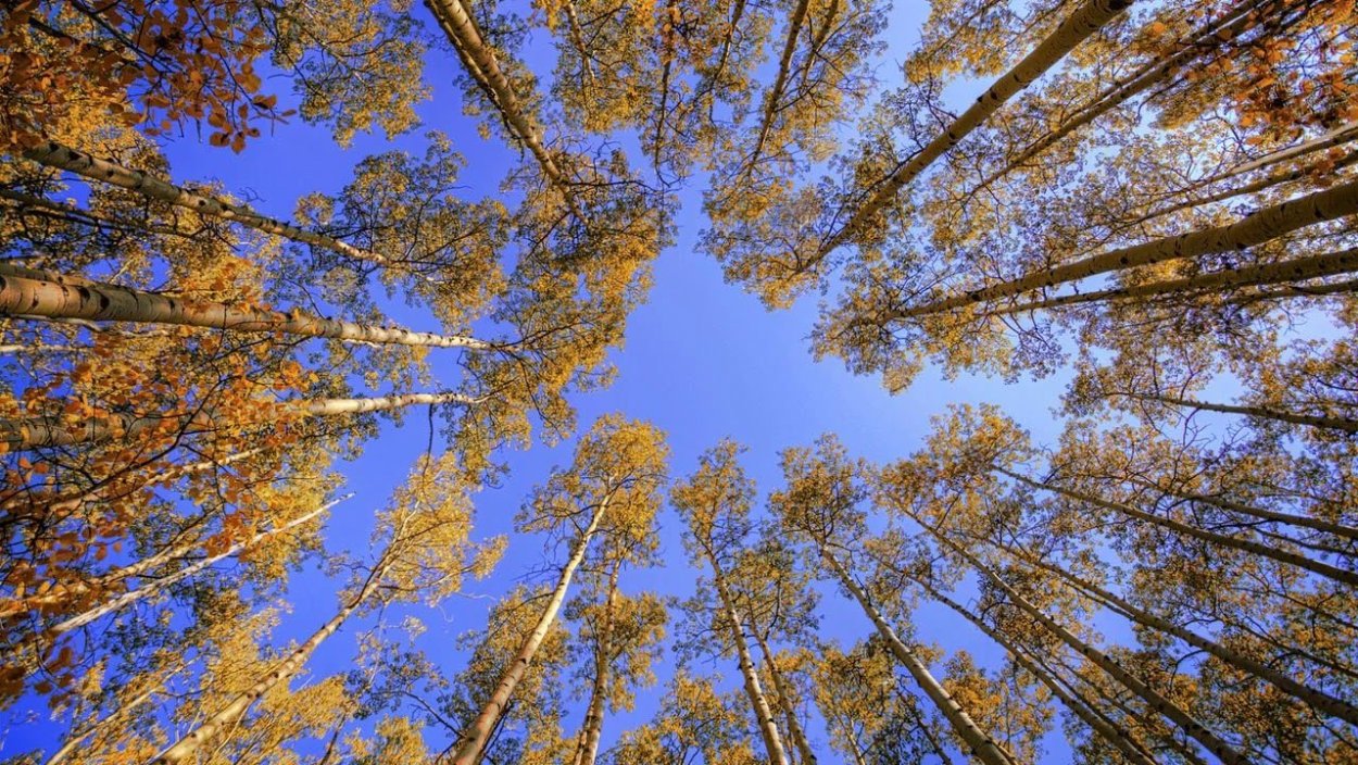 Кроны деревьев