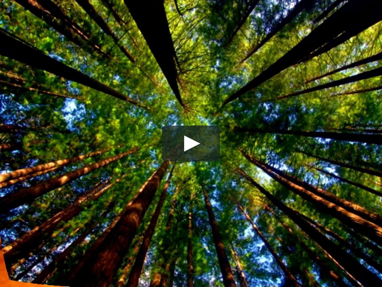 Небо через лес деревья