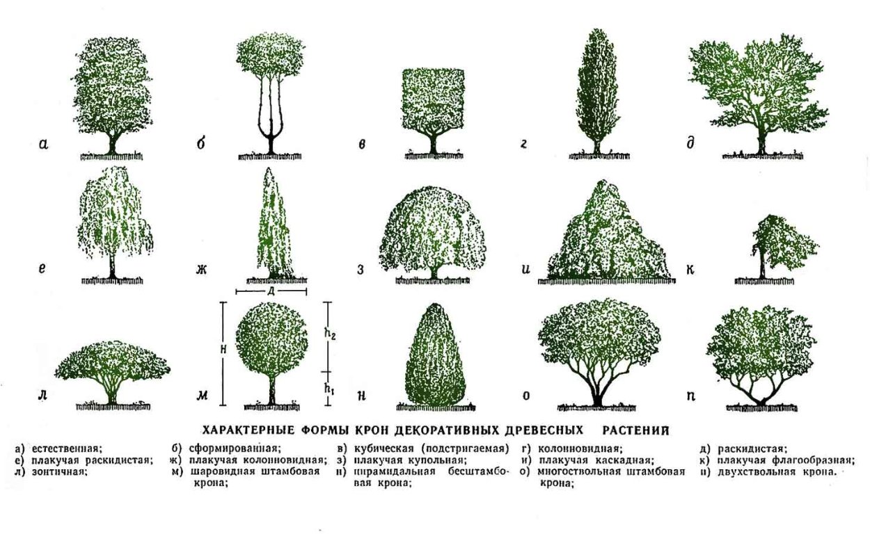 Формы крон древесных растений