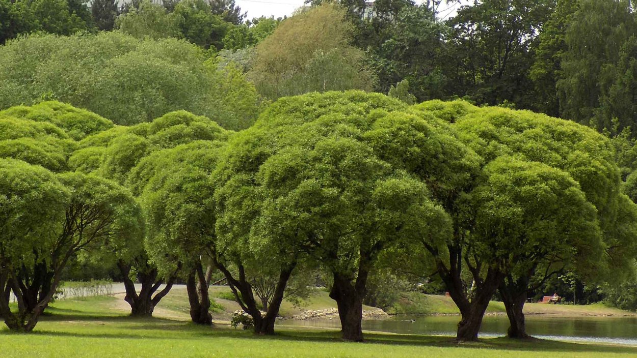 Ива ломкая шаровидная Булата