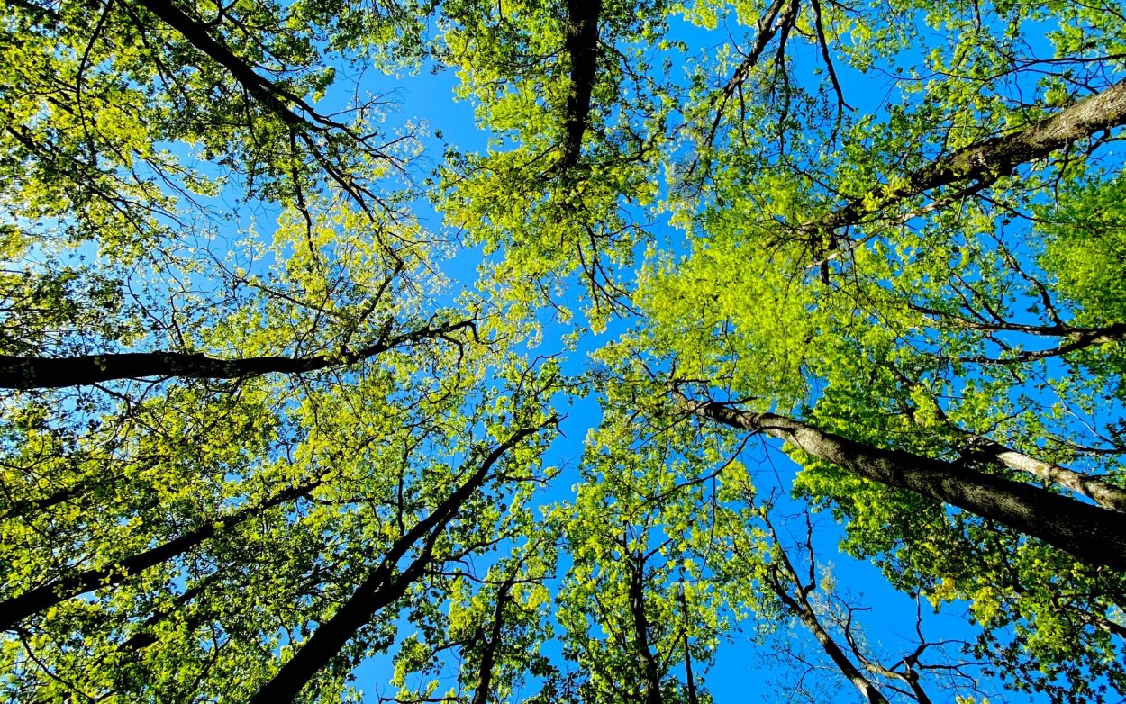Небо кроны деревьев солнце снизу вверх