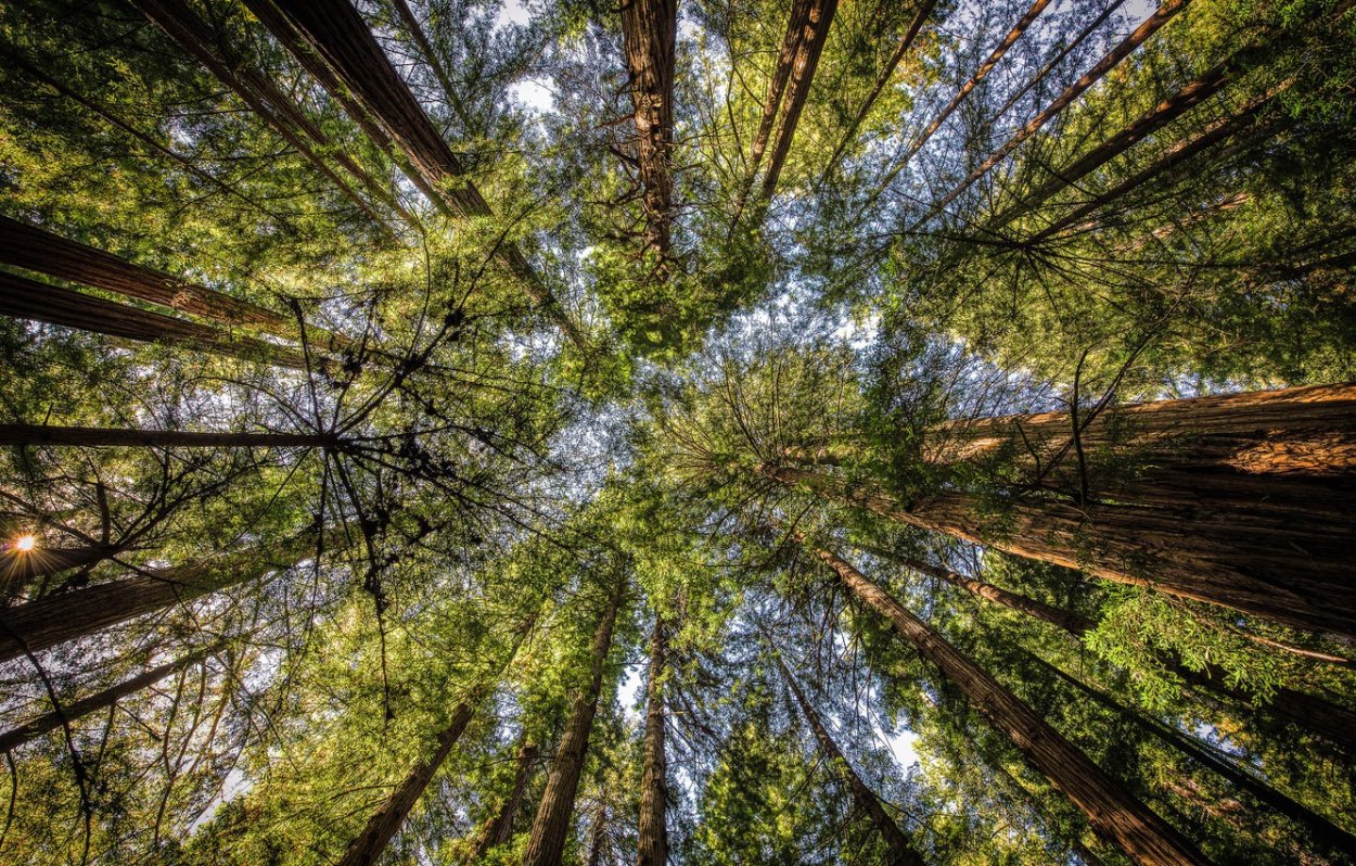 Крона дерева снизу