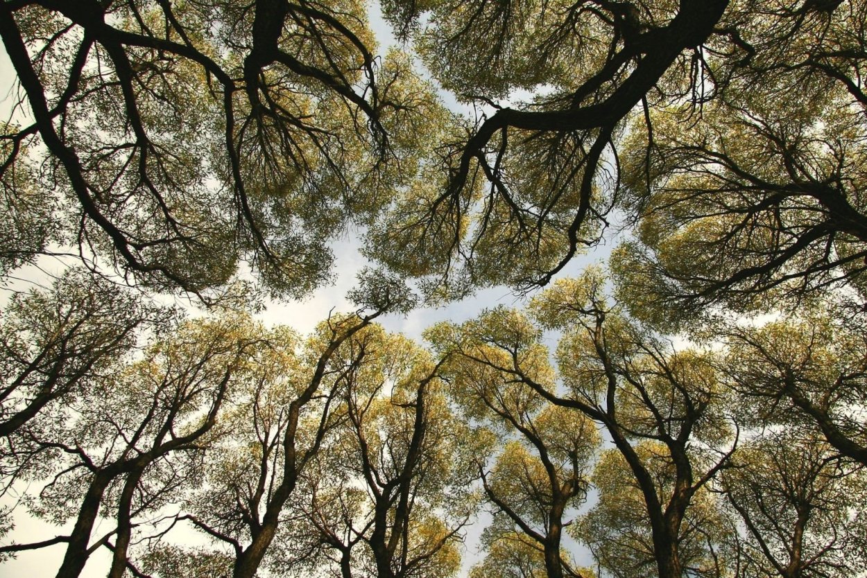 Застенчивость кроны