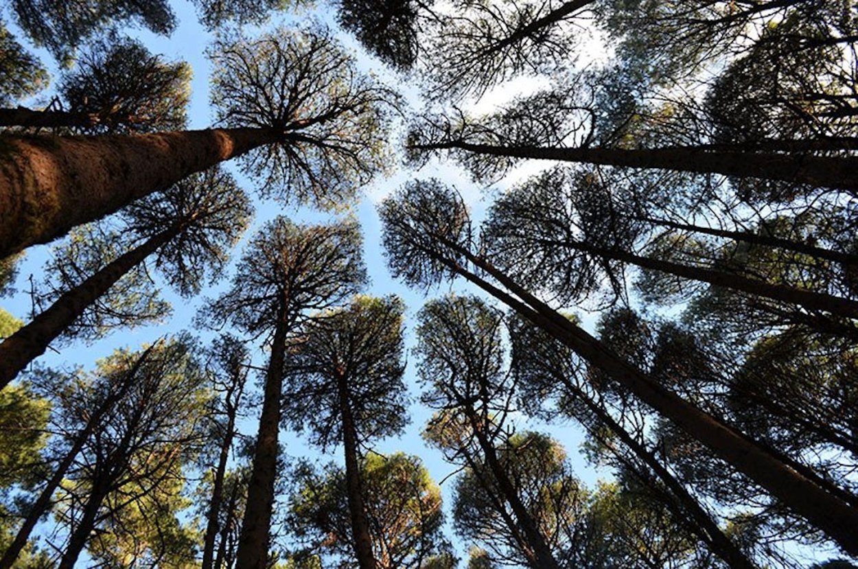 Застенчивые деревья