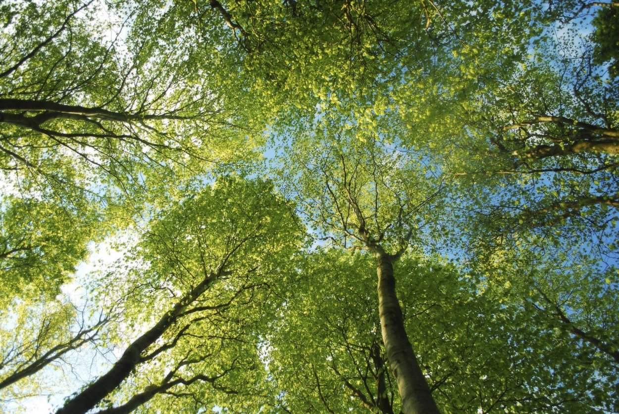 Небо и кроны деревьев