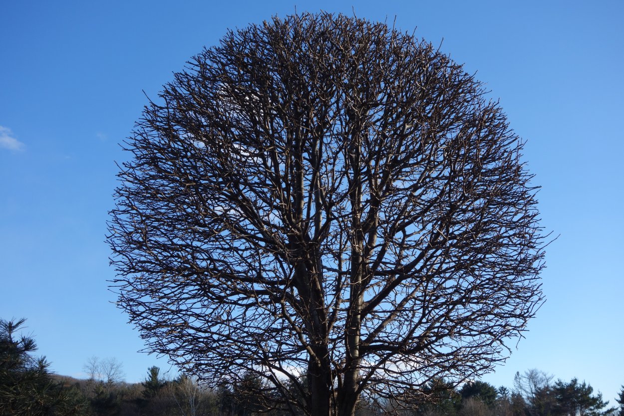 Овальная форма кроны дерева
