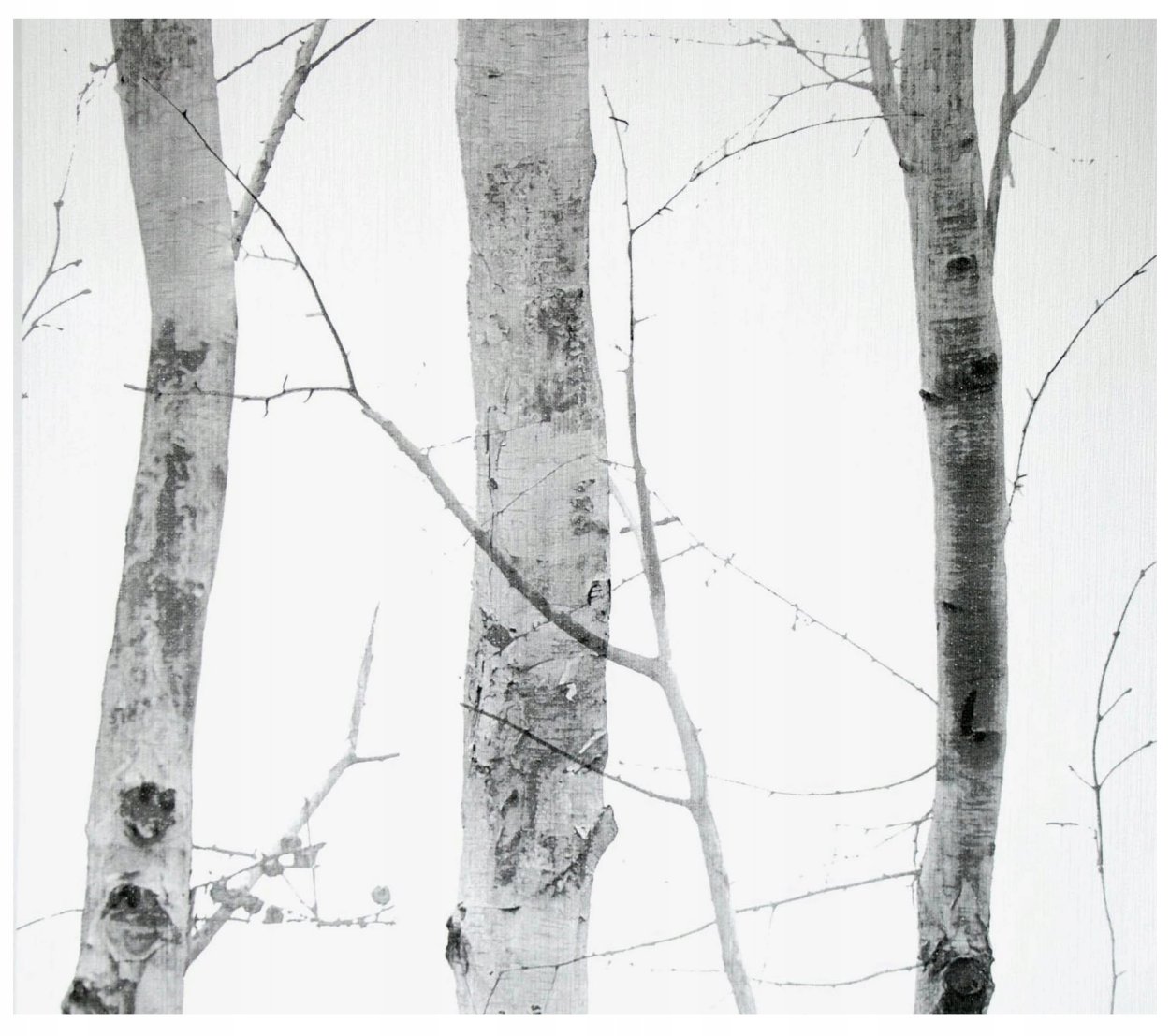 Обои с березами на стену