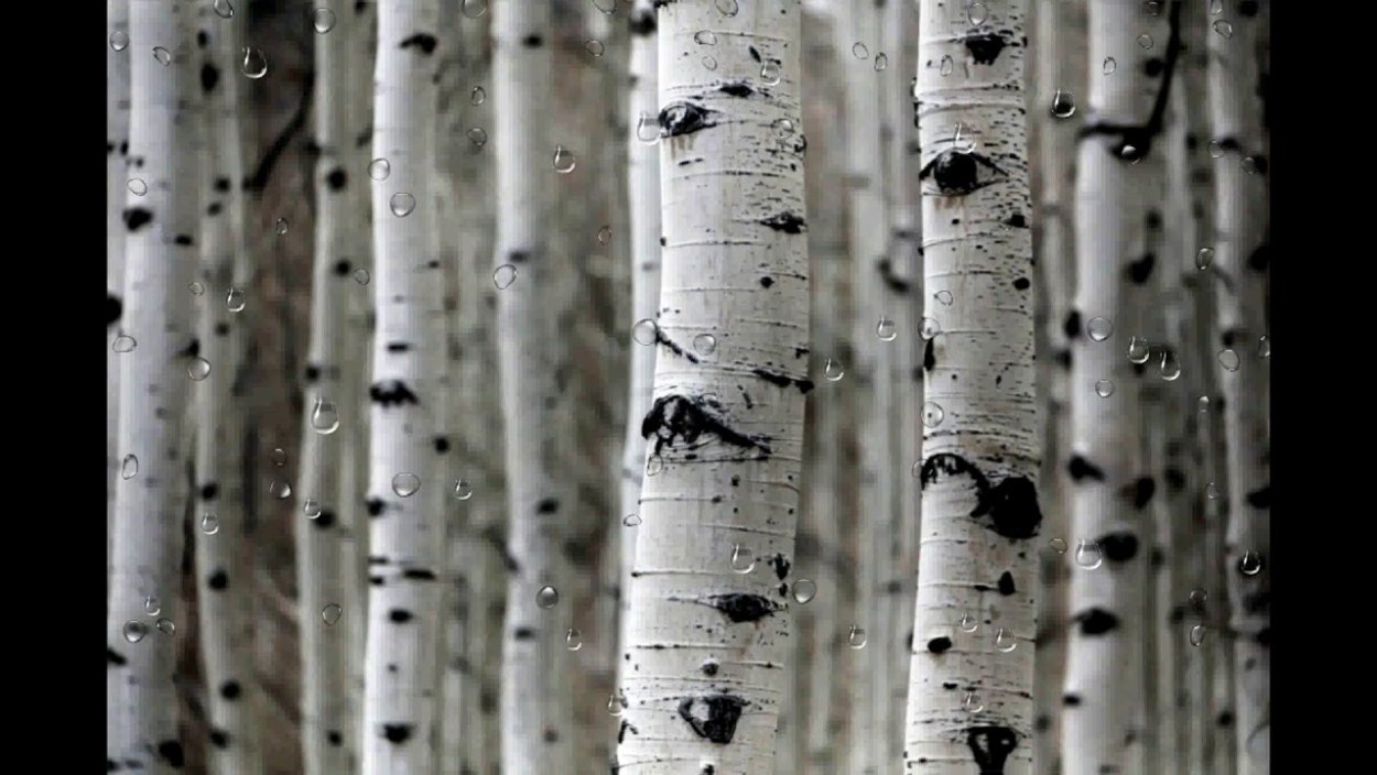 Обои Mayflower Solaris fj020124