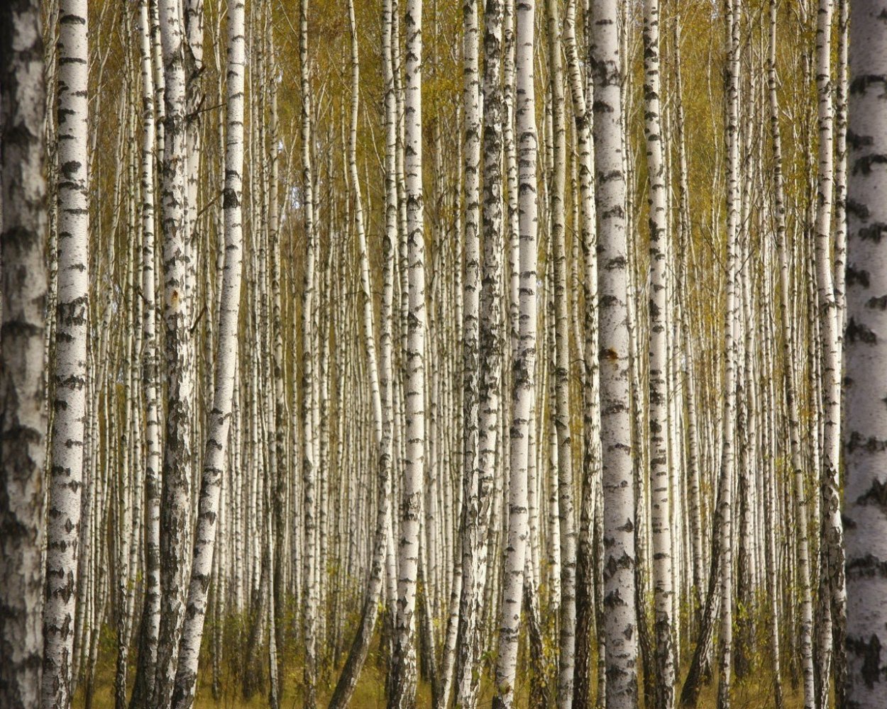 Листья березы узор