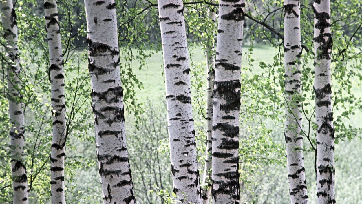 Береза прямостоячая