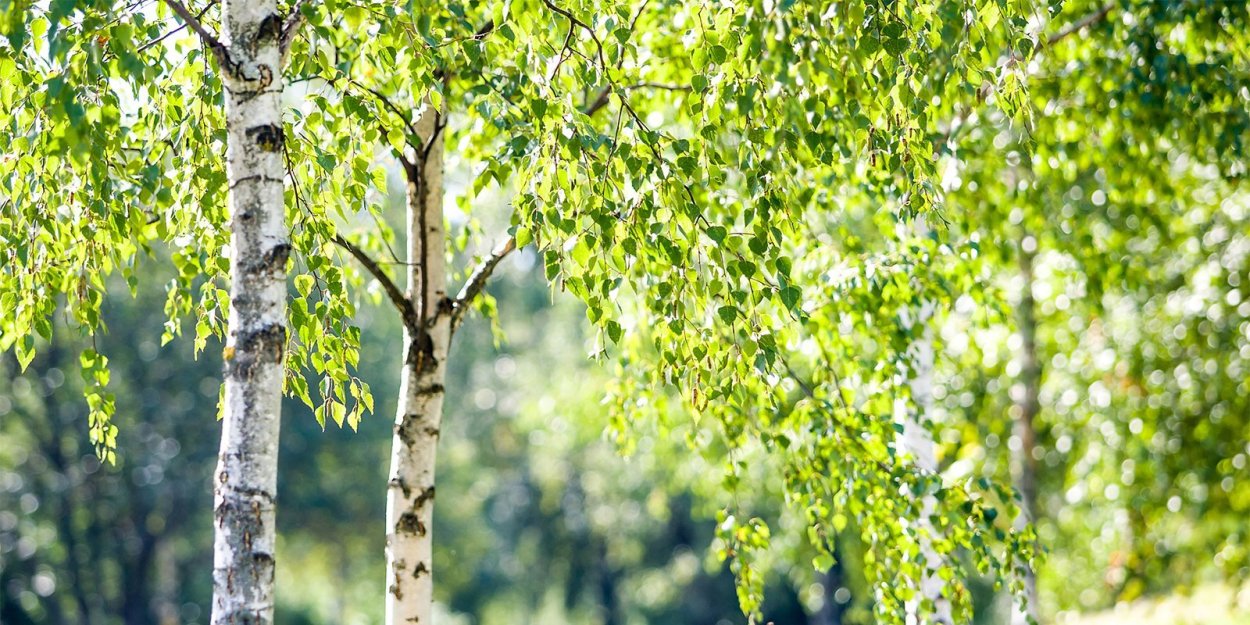 Береза Забайкальского края