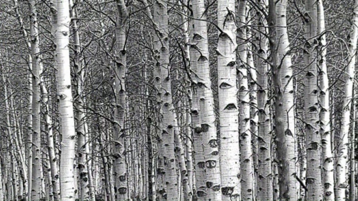 Пейзаж с березами