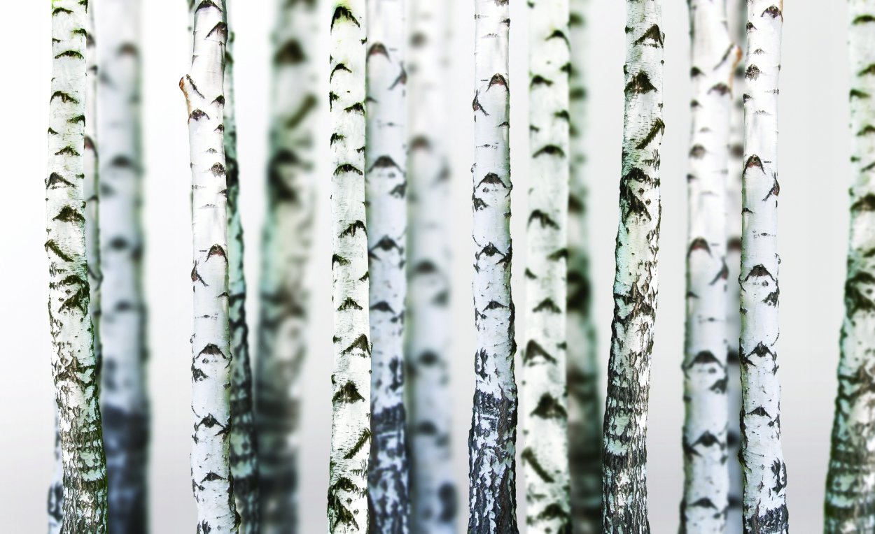 Birch обои